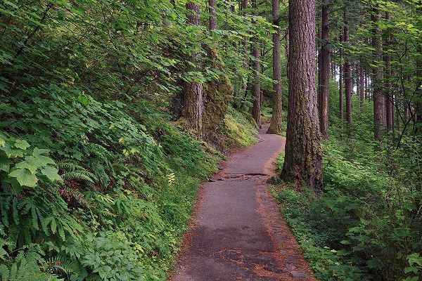 Jones, Adam 아티스트의 Paved pathway through forest-Columbia River Gorge-Oregon작품입니다.